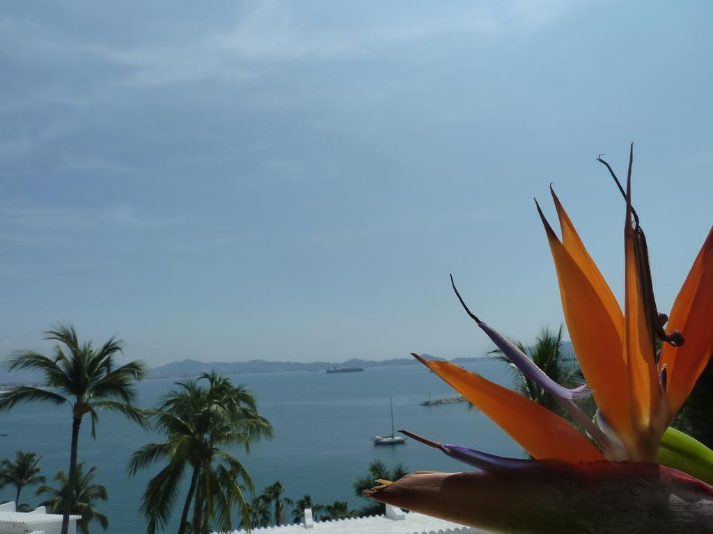 Dolphin Cove Inn Manzanillo Kültér fotó